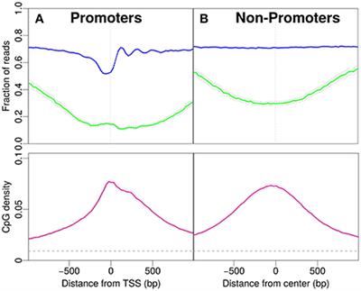 Exploring the Link between Nucleosome Occupancy and DNA Methylation